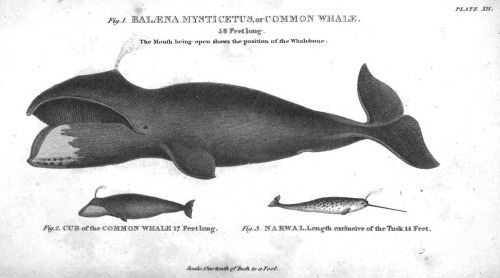 Common_whale_scoresby_account_of_v2